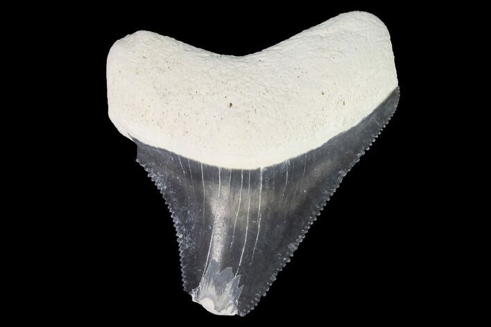 Serrated, Bone Valley Megalodon Tooth - Florida #99820